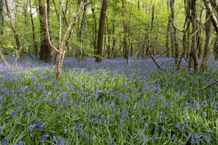 Foret_bleue_T