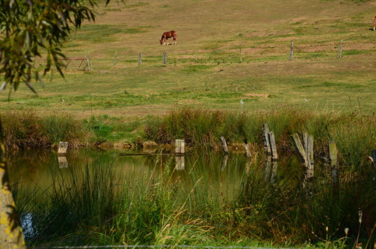 Le bocage flamand_B