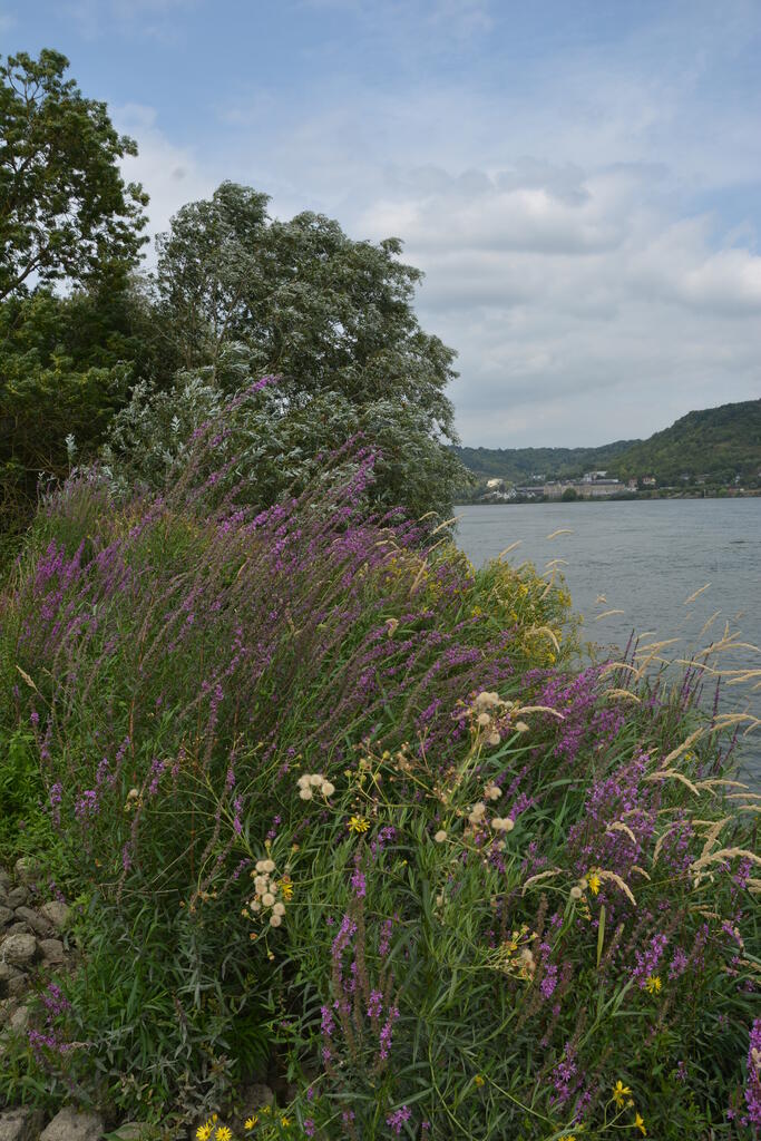 Sortie nature « La java bleue » – Quesnoy-sur-Deûle (Nord)