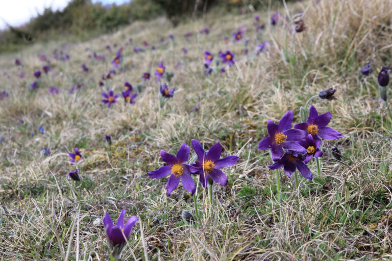Viste Montange de Fignières - printemps du département de la Somme