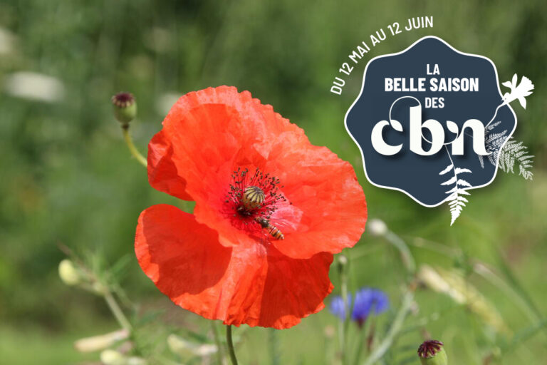 Papaver rhoeas L