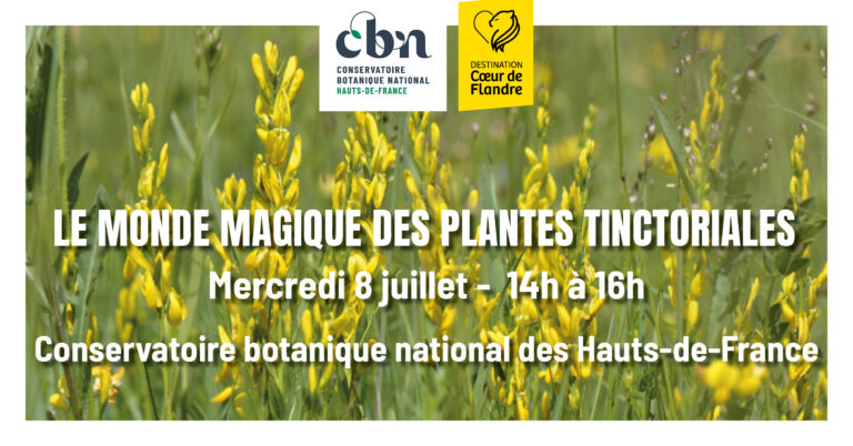 Les plantes sauvages tinctoriales_0